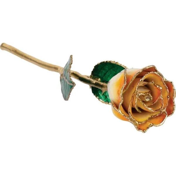 Cream Orange Rose 1