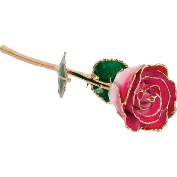 Cream Red Rose 1