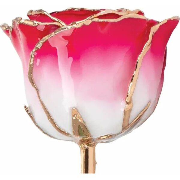 Cream Red Rose 3