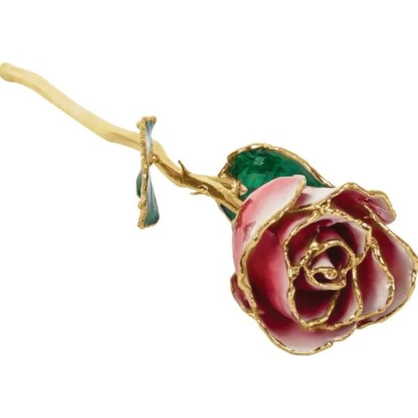 Forzen White Red Rose 1