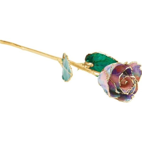 October Rose 1
