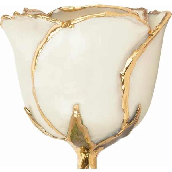 Pearl Rose 2