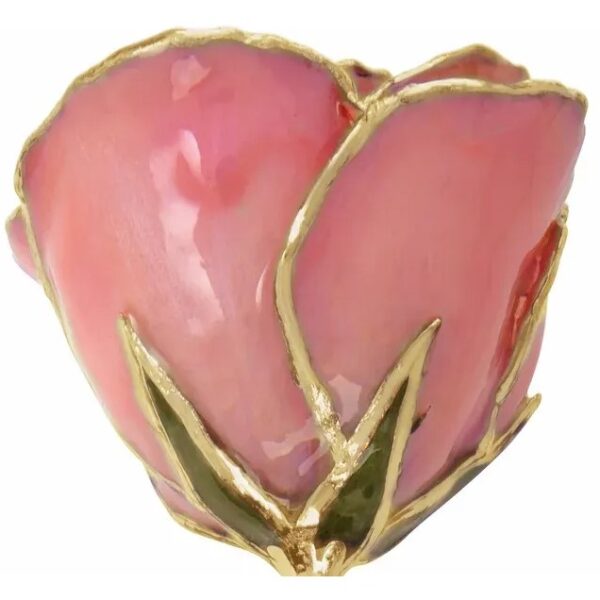 Pink Pearl Rose 2